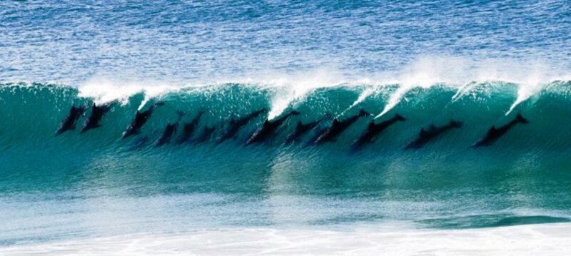 Dolphins in Wave