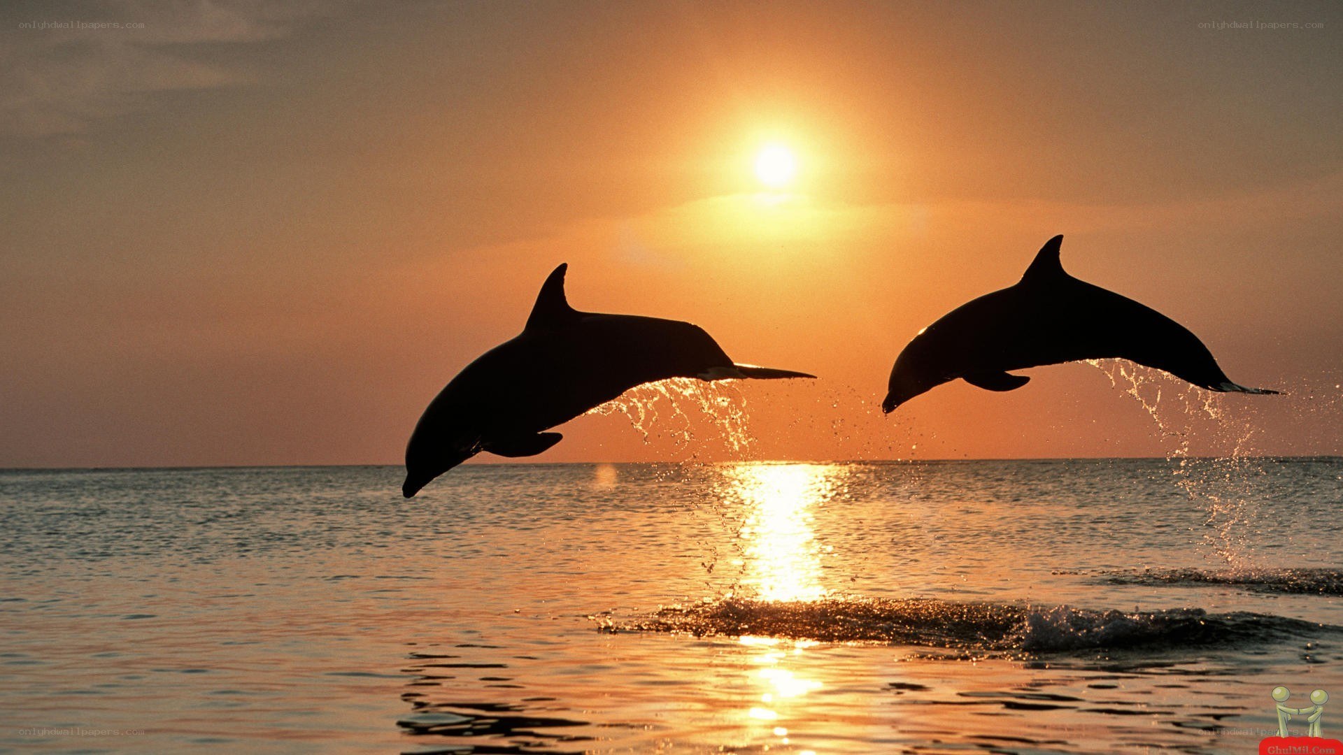 dolphins jumping at sunset