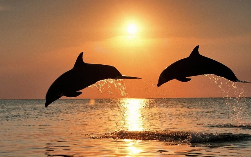 dolphins jumping at sunset