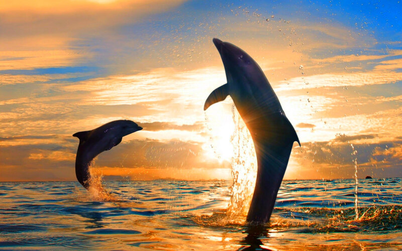 Dolphins Jumping at Sunset — Blue, Dramatic