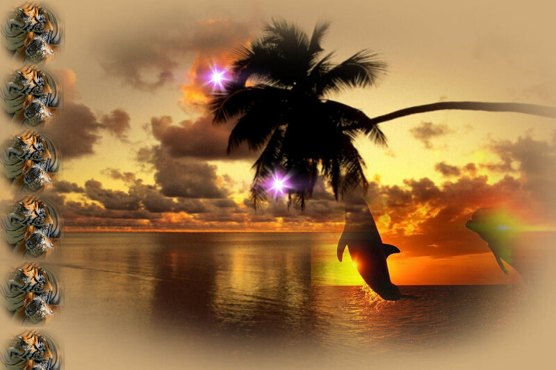 Dolphins Jumping at Sunset — Orange