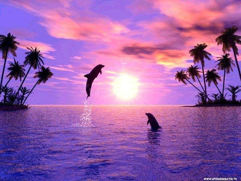 Dolphins Jumping at Sunset — Purple, Serene