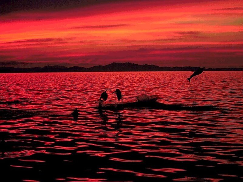 Dolphins Jumping at Sunset — Red