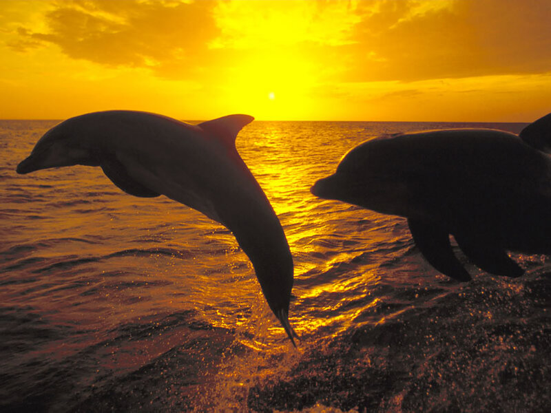 Dolphins Jumping at Sunset — Yellow, Serene, Photograph