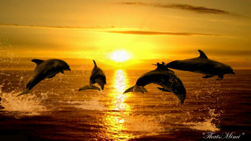 Dolphins Jumping at Sunset — Yellow, Serene