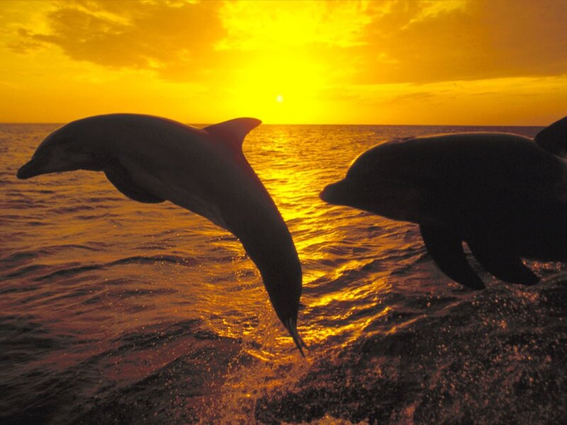 Dolphins Jumping at Sunset — Yellow