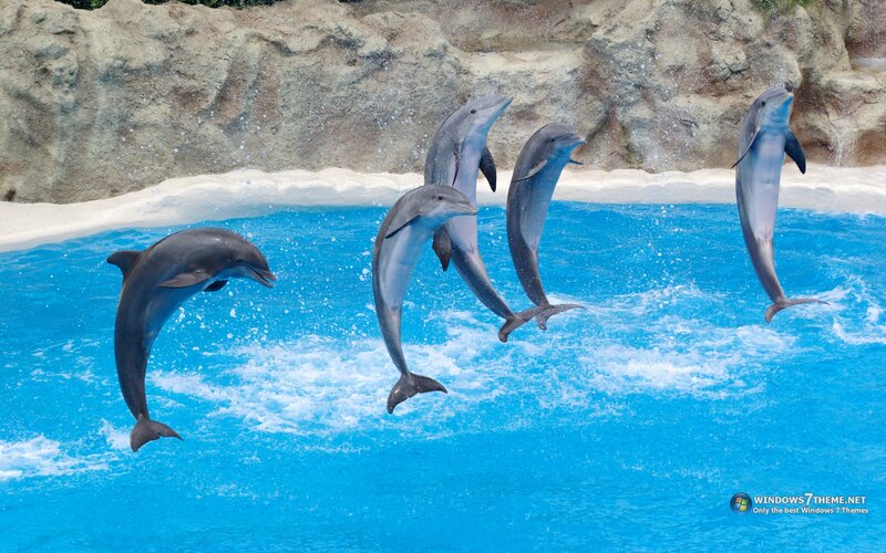 Dolphins Jumping — Blue, Active, Afternoon