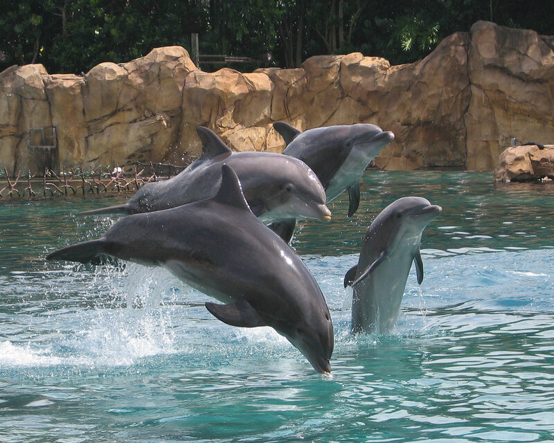 Dolphins Jumping — Blue, Active