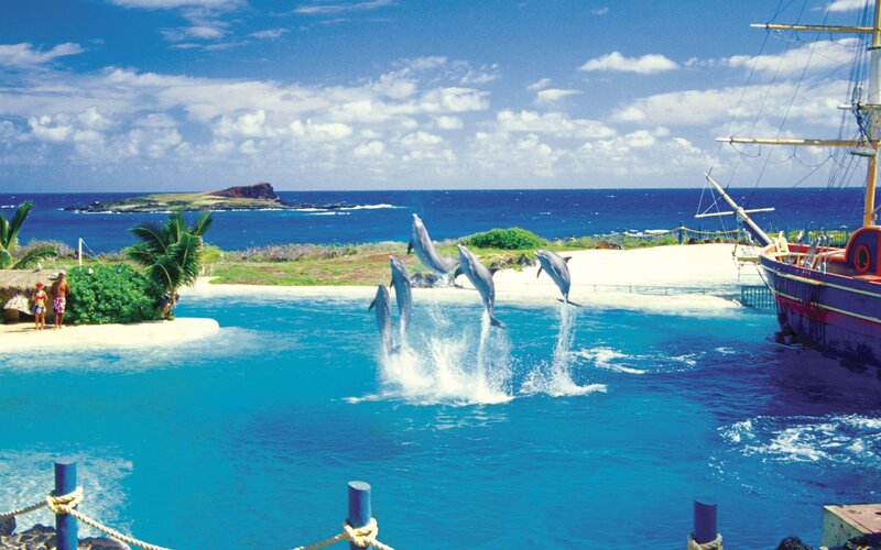 Dolphins Jumping — Blue, Lively, Afternoon