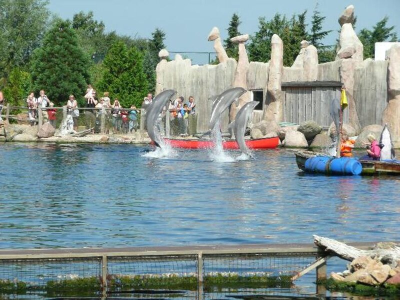 Dolphins Jumping — Blue, Lively