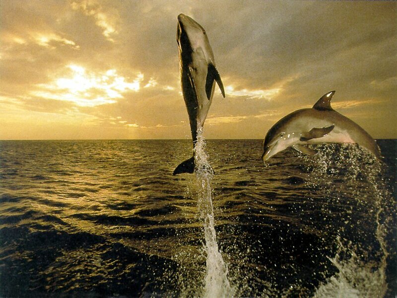 Dolphins Jumping — Gold