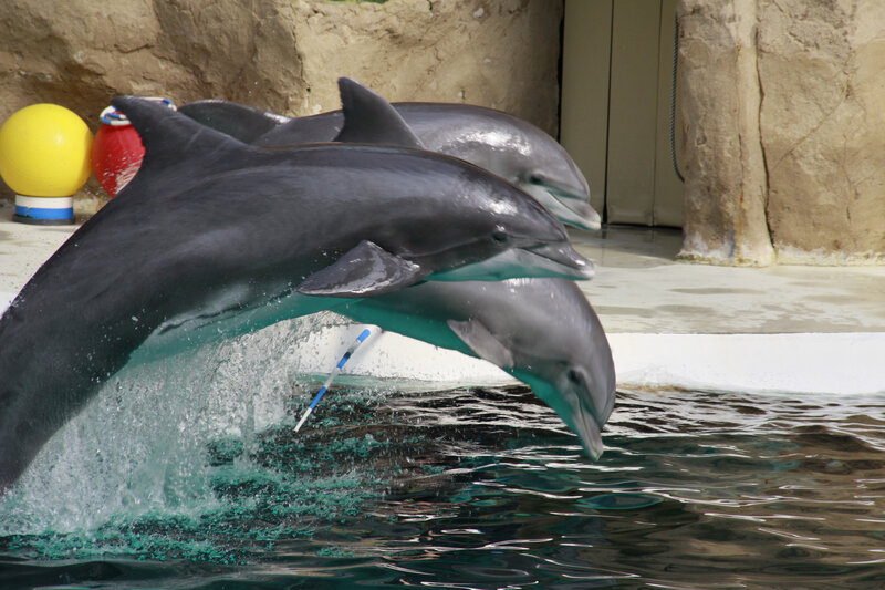 Dolphins Jumping — Gray