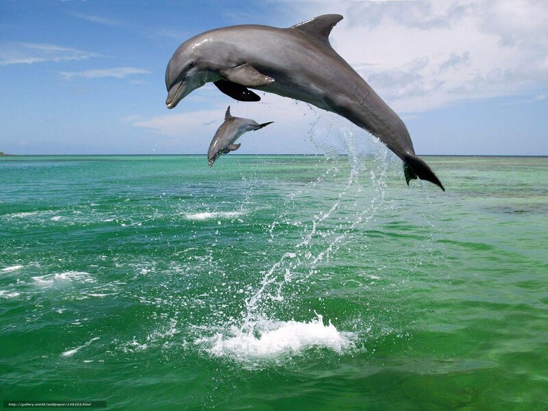 Dolphins Jumping — Green, Dynamic