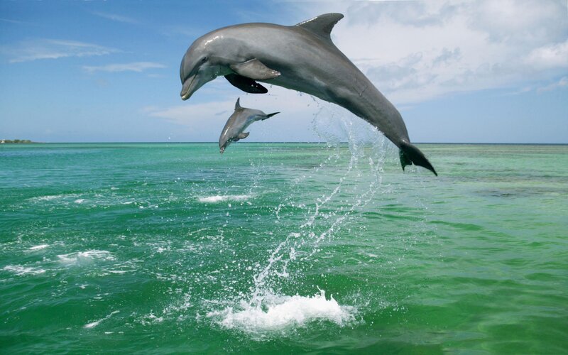 Dolphins Jumping — Green, Playful