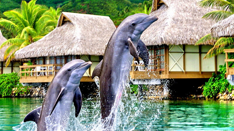Dolphins Jumping — Green, Tropical, Afternoon, Photograph