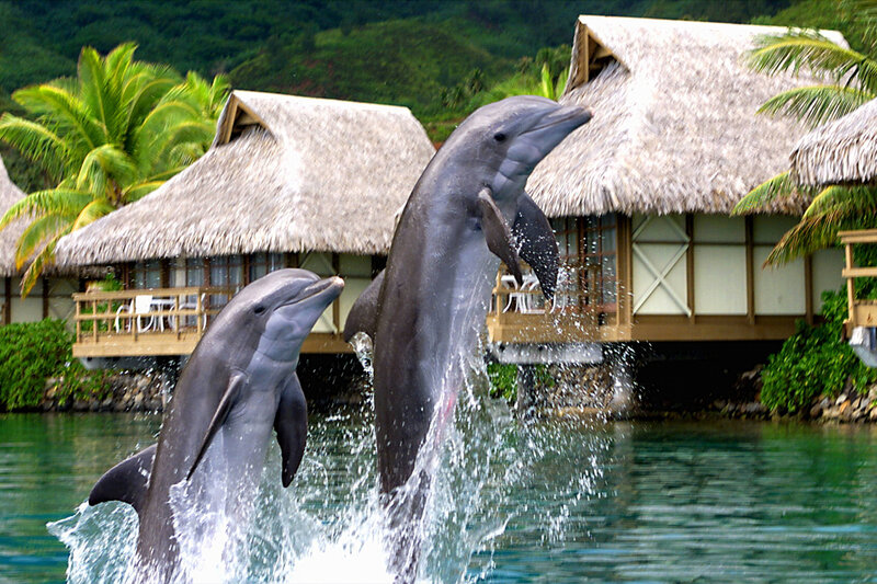 Dolphins Jumping — Green, Tropical, Afternoon