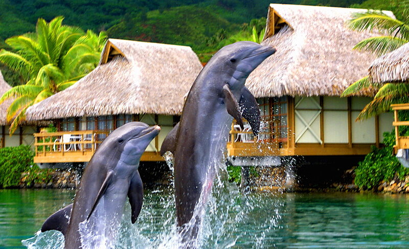 Dolphins Jumping — Green, Tropical