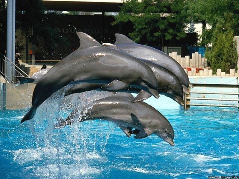 Dolphins jumping in a pool
