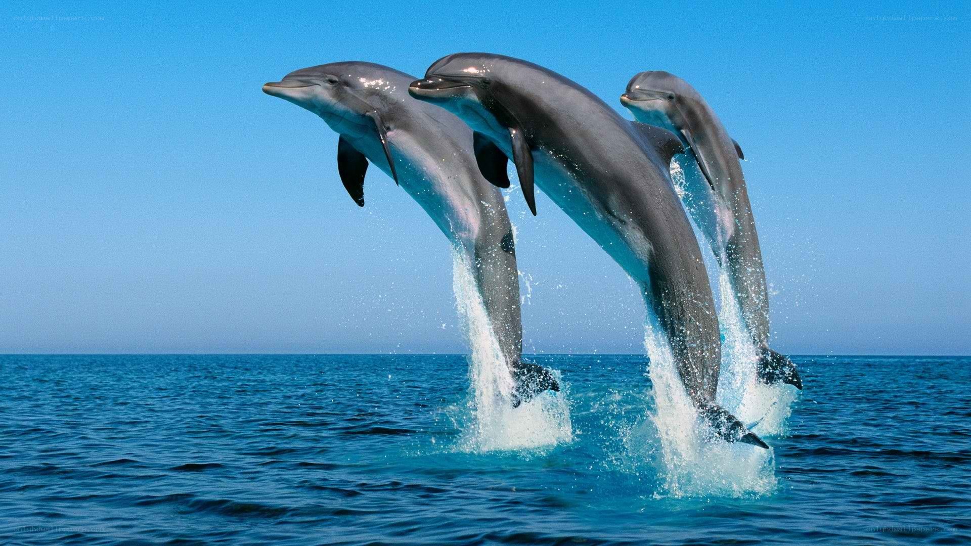 dolphins jumping in ocean