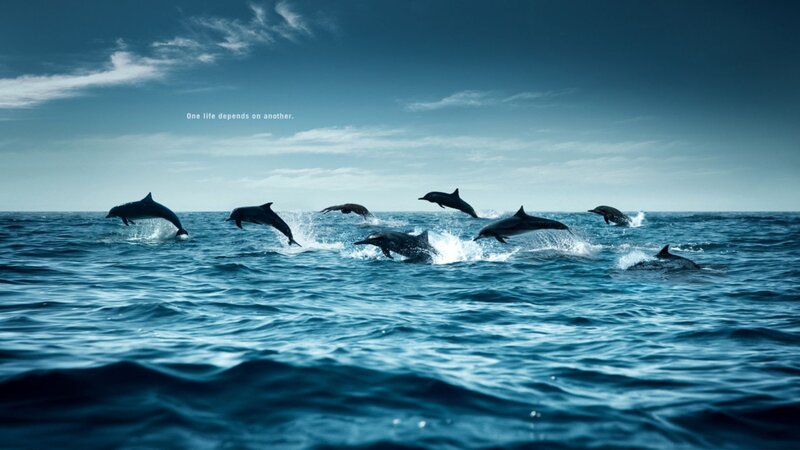 dolphins jumping in ocean