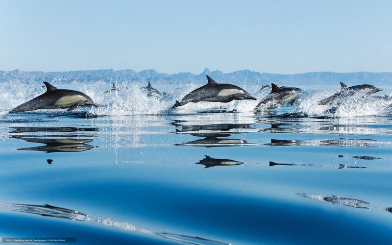 Dolphins Jumping in Ocean — Blue, Active, Afternoon, Photograph, Mountains