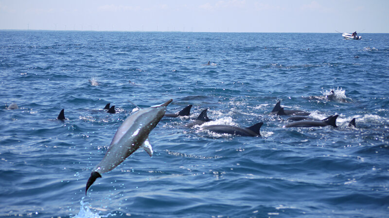 Dolphins Jumping in Ocean — Blue, Active, Afternoon, Photograph