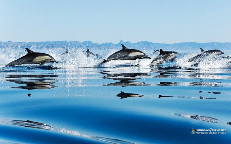 Dolphins Jumping in Ocean — Blue, Active, Afternoon