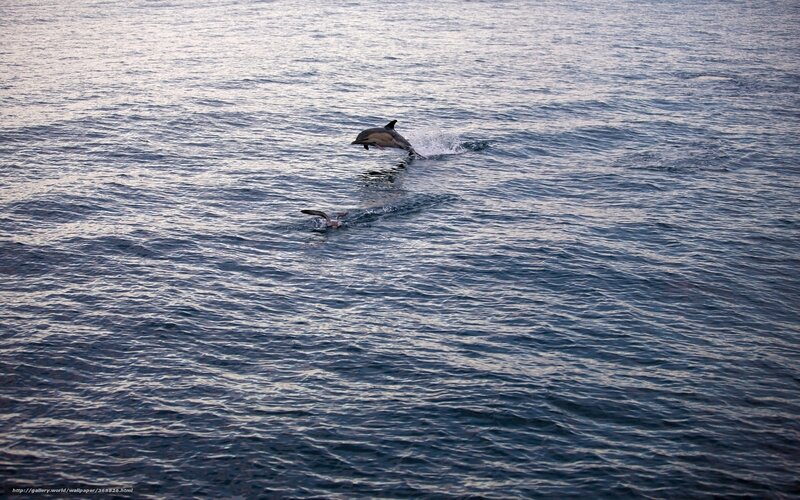 Dolphins Jumping in Ocean — Blue, Calm