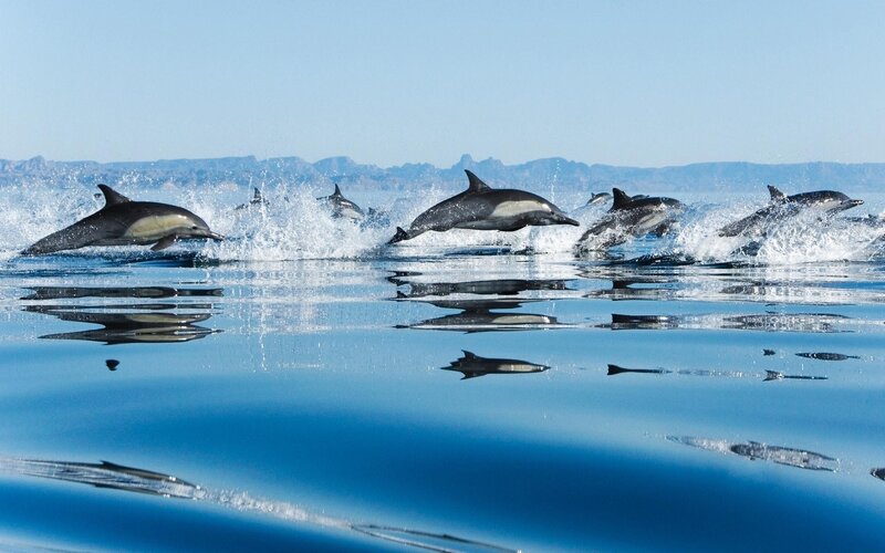 Dolphins Jumping in Ocean — Blue, Dynamic, Afternoon, Photograph