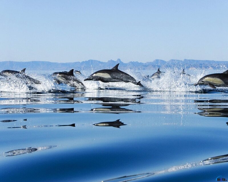 Dolphins Jumping in Ocean — Blue, Dynamic, Afternoon