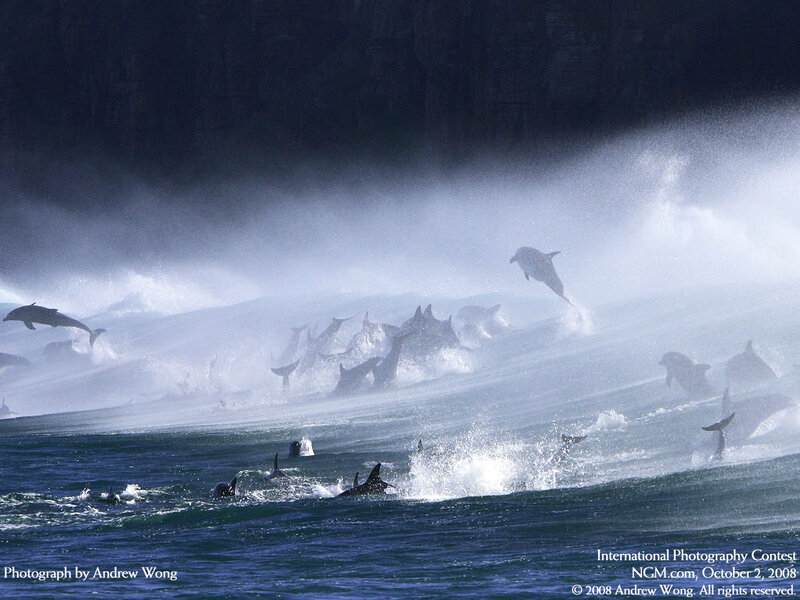 Dolphins Jumping in Ocean — Blue, Dynamic, Photograph