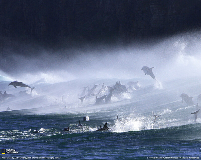 Dolphins Jumping in Ocean — Blue, Dynamic, Photograph, Waves