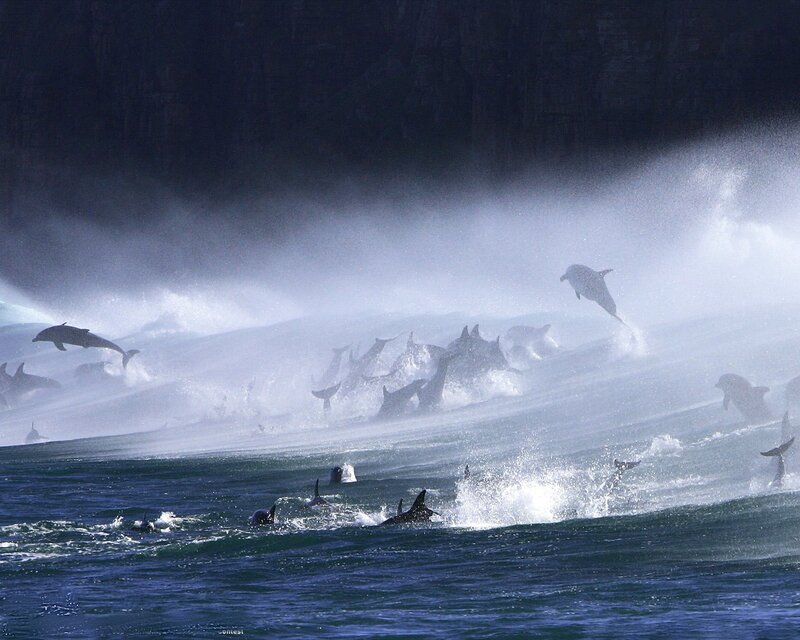 Dolphins Jumping in Ocean — Blue, Dynamic