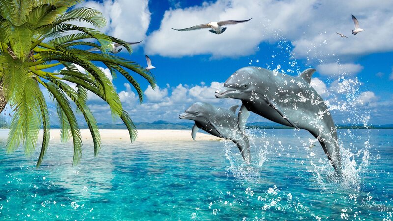 Dolphins Jumping in Ocean — Blue, Serene, Afternoon