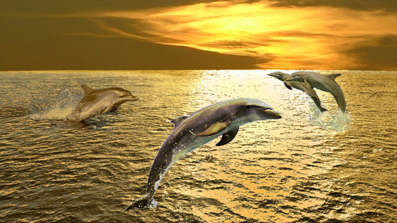 Dolphins Jumping in Ocean — Gold, Dramatic, Sunset
