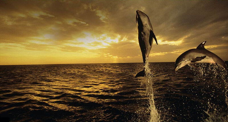 Dolphins Jumping in Ocean — Gold, Dramatic