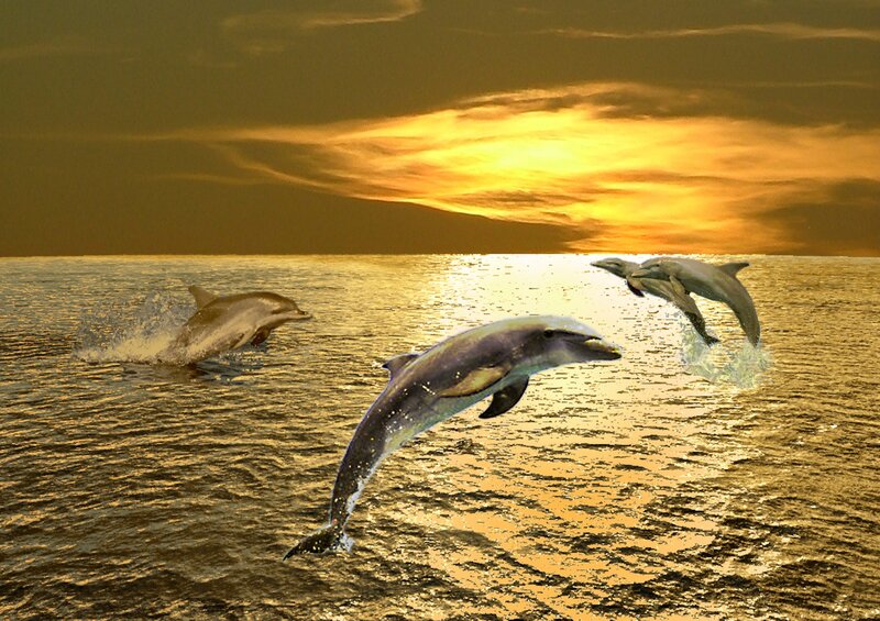Dolphins Jumping in Ocean — Gold