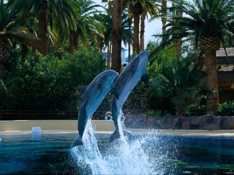 dolphins jumping in pool