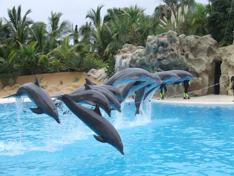 Dolphins Jumping in Pool — Blue, Active, Afternoon, Photograph, Palm Trees
