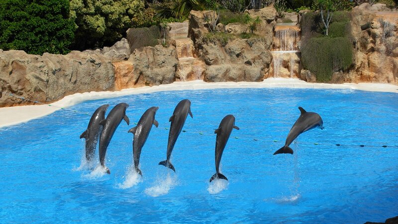 Dolphins Jumping in Pool — Blue, Active, Afternoon, Photograph