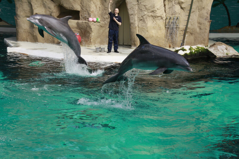 Dolphins Jumping in Pool — Blue, Active, Afternoon