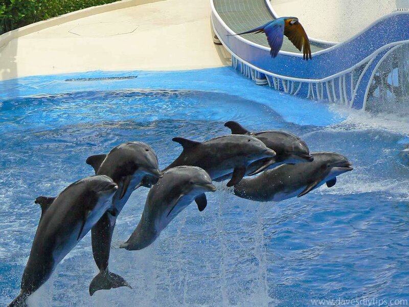 Dolphins Jumping in Pool — Blue, Active