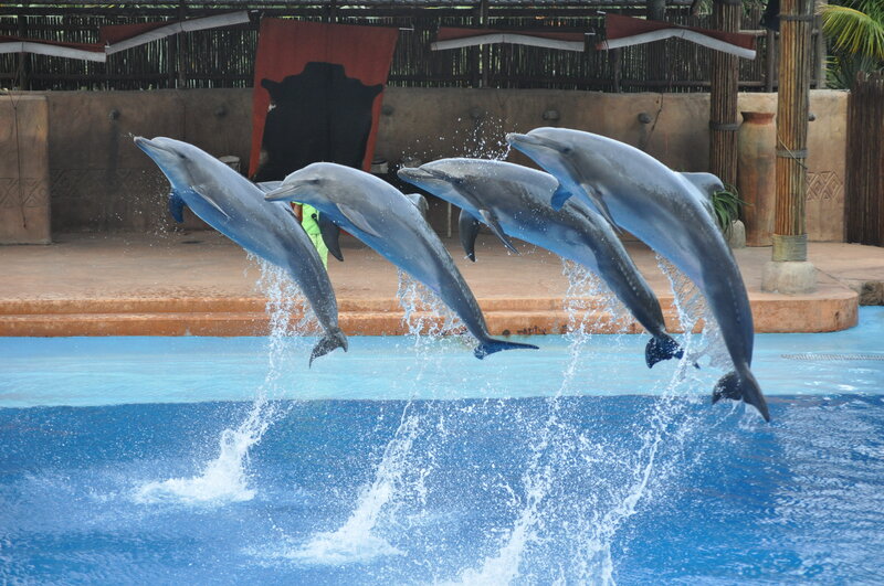 Dolphins Jumping in Pool — Blue