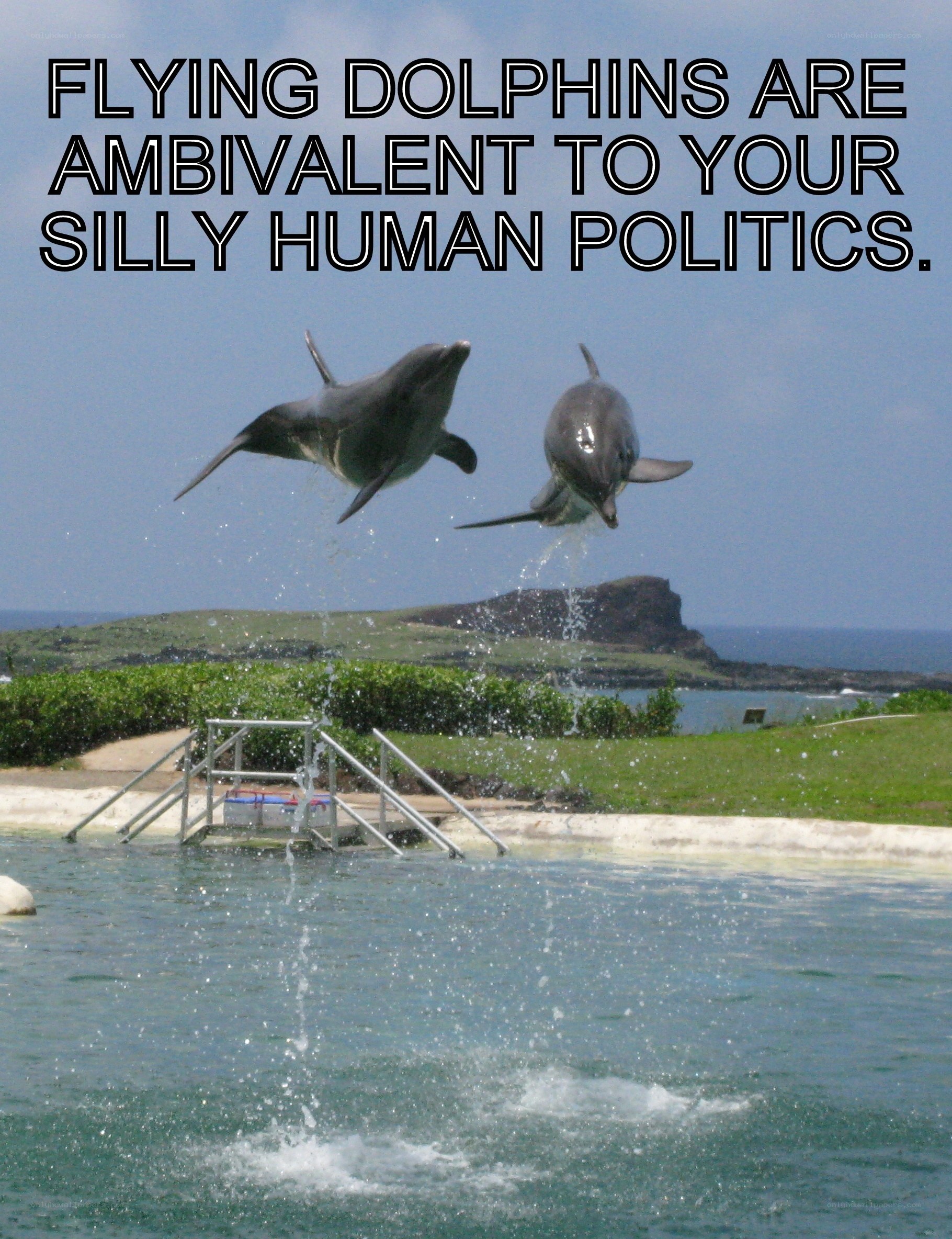 Dolphins jumping in pool