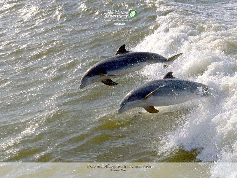 Dolphins Jumping in Water — Blue