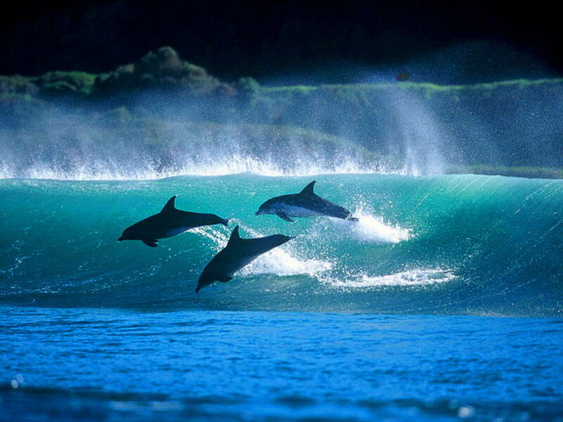 Dolphins Jumping in Wave