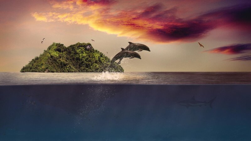 Dolphins Jumping Near Island