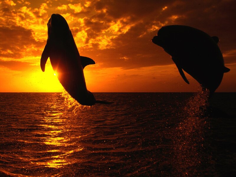 Dolphins Jumping — Orange, Dramatic, Sunset, Photograph, Sun