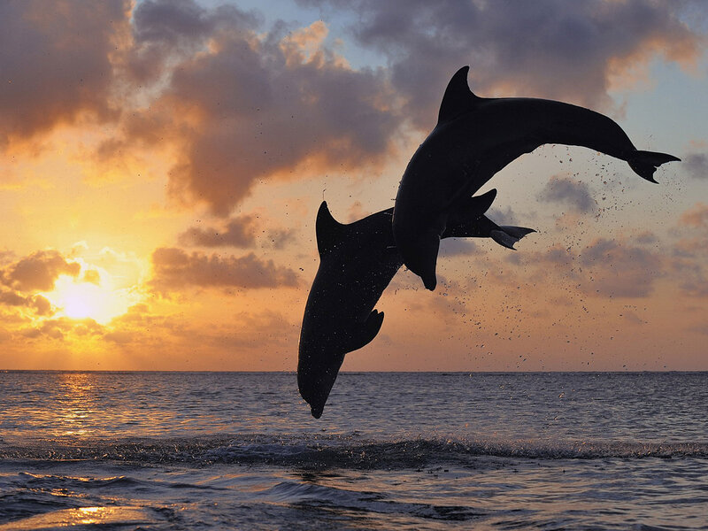 Dolphins Jumping — Orange, Dramatic