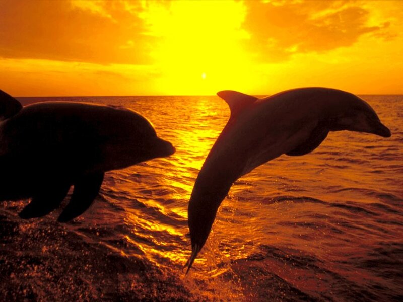 Dolphins Jumping — Orange, Serene, Sunset, Photograph, Ocean